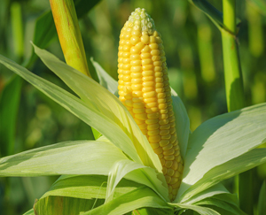 corn-cobb-husk-peeled-back