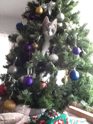 cat-in-christmas-tree