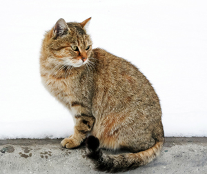 brown-cat-sitting