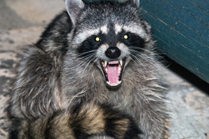 raccoons vin chomp flesh courtes