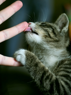 cat-licking-fingers