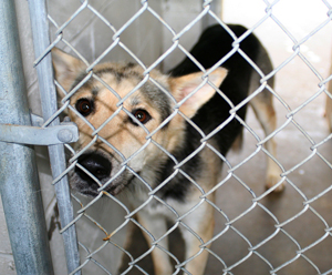 dog-looking-through-fence