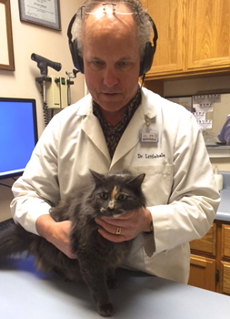 Electronic stethoscopes aid veterinarians with hearing loss - News - VIN