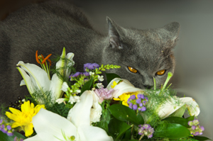 cat-with-lilies
