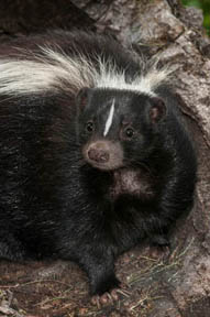 small-skunk-looking-up
