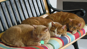 three-cats-on-bench