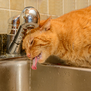 cat-drinking-from-faucet