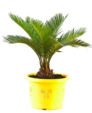 indoor-sago-palm-yellow-planter