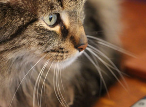 closeup-of-cat-whiskers