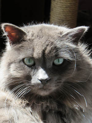 gray-cat-close-up