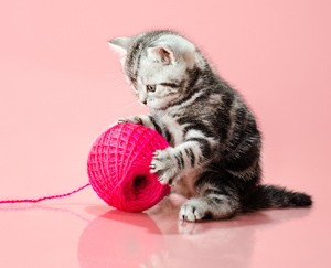 kitten-with-ball-yarn-pink
