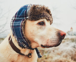 blonde-lab-wearing-hat-with-ear-flaps