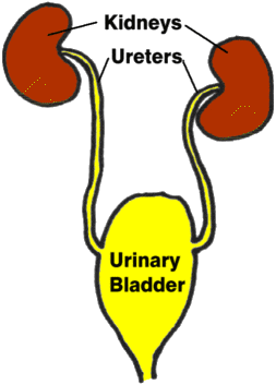 Kidneys and Bladder Diagram