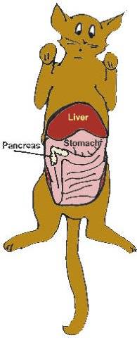 Illustration of feline pancreas