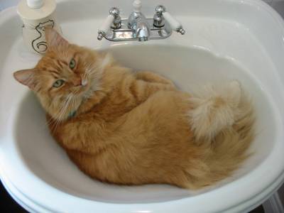 Orange tabby cat lounging in a bathroom sink.