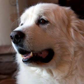 Photo image of a Great Pyrenees dog