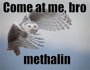 owl-come-at-me-bro-methalin