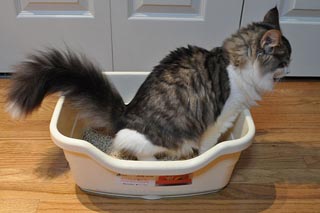 cat-in-litter-box