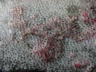 Photo of calcinosis cutis on a dog