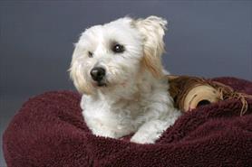 white-dog-on-brown-pillow