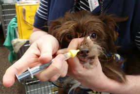 dog-getting-intranasal-vaccine