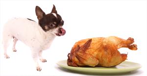 dog-and-cooked-chicken