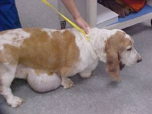 basset-hound-large-lipoma