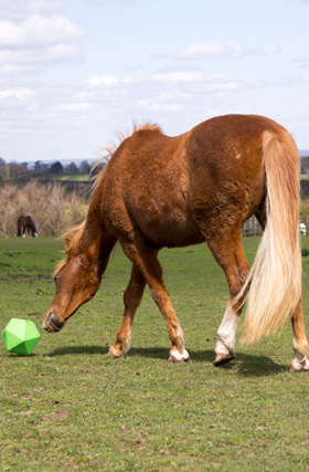 horse-playing-with-toy