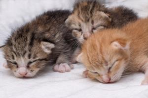three-neonate-kittens