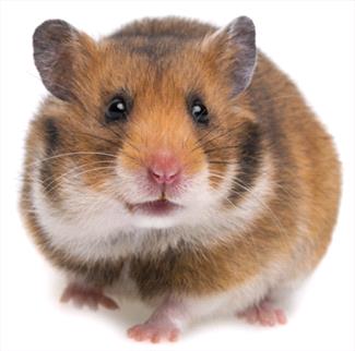 Hamsters As Pets Veterinary Partner Vin,How To Make Paper Mache Paste With Glue Water And Flour
