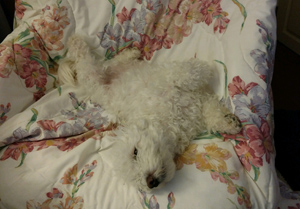 bichon-on-floral-print-chair