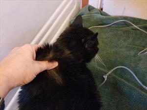 Person gently pinching black cat's skin behind neck to show how to make a "tent" in order to insert needle for fluids