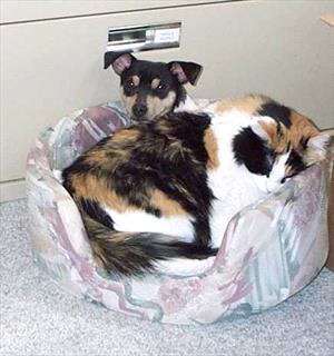 cat-dog-in-dog-bed