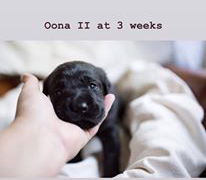 black-pup-three-weeks-old