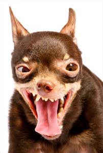 chihuahua-open-mouth-teeth