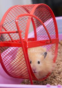 Hampster on red wheel