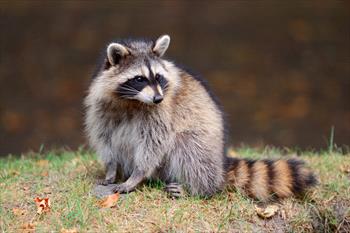 raccoon-on-lawn