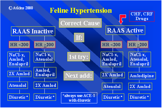 Feline Hypertension