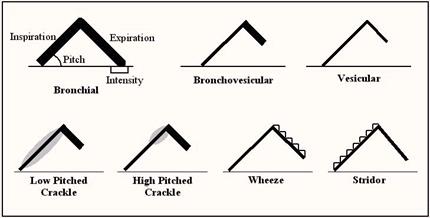Thoracic Auscultation And Percussion Savma2002 Vin