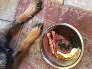 dog-next-to-bowl-raw-food