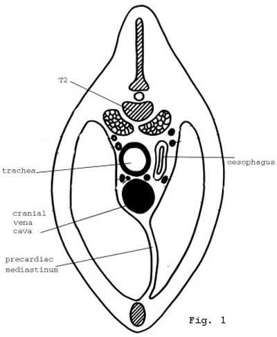 mediastinal lymph nodes in dogs