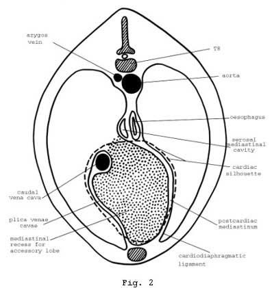 mediastinal lymph nodes in dogs