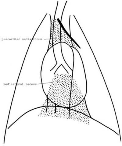 mediastinal lymph nodes in dogs