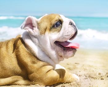 English bulldog puppy seaside