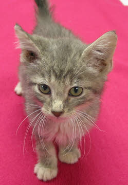 Kitten on pink blanket