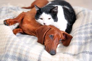 tan dachshund laying on bed with black and white cat