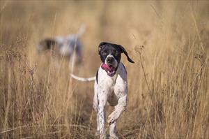 Pointer running through tall grass