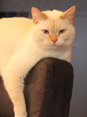 White and tan cat with blue eyes laying on the top of an armchair.