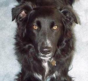 Photo image of black dog