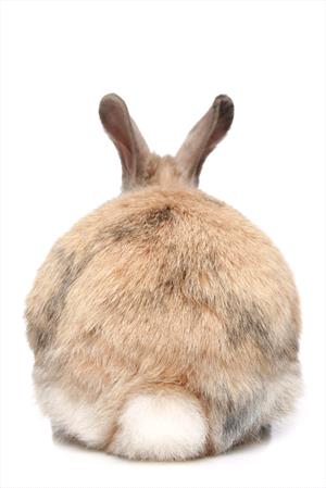 Photo of a bunny facing backwards